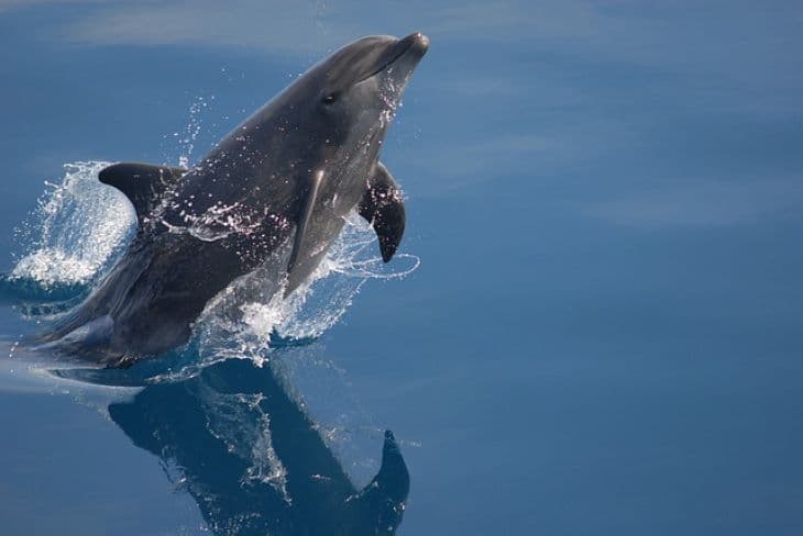A nőstény delfinek is rendelkeznek csiklóval - azonban a tudósok keveset tudnak annak működéséről