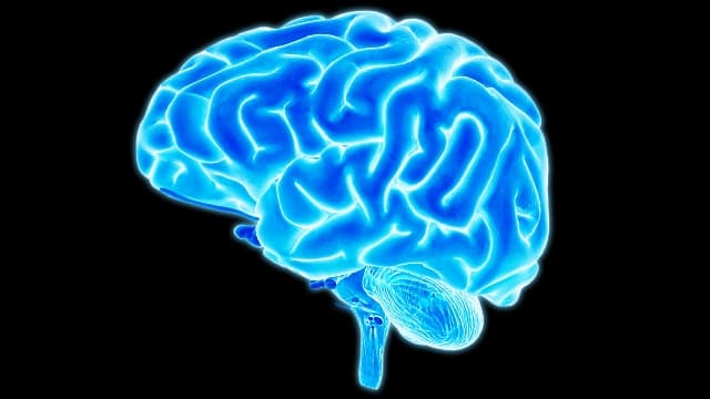 Az emberi agy mai alakja viszonylag későn alakult ki