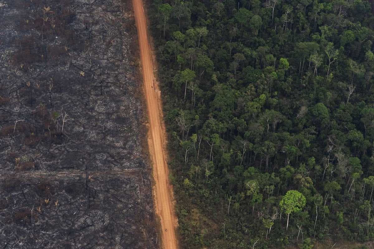 ELKÉPESZTŐ: Percenként tíz focipályányi trópusi őserdő pusztult el tavaly!