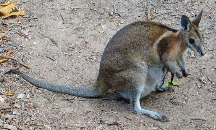 Visszahozták a kihalás széléről a nyergeskenguruk egy populációját Ausztráliában
