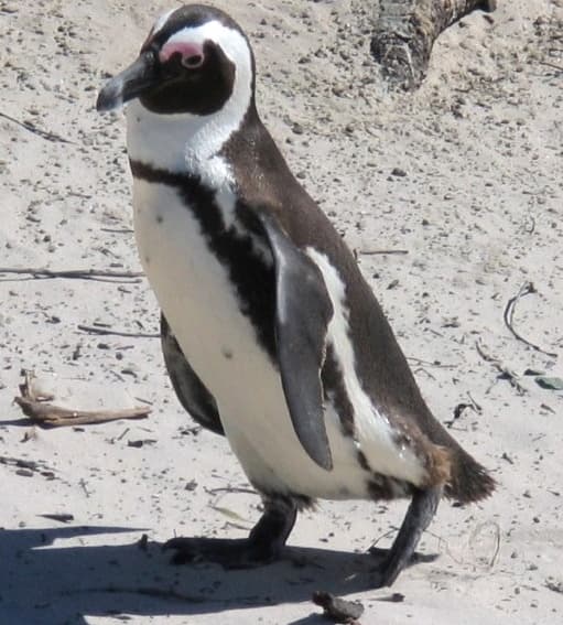 Pápaszemes pingvint keres a rendőrség