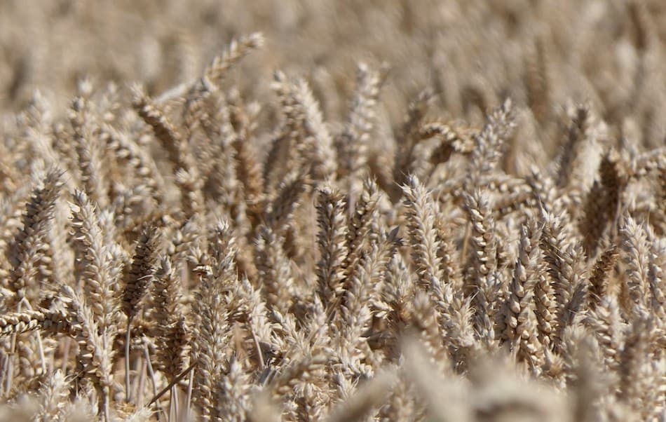 A Kereskedelmi Világszervezet megkapta Ukrajna beadványát a gabonaexport blokádjával kapcsolatos vitában