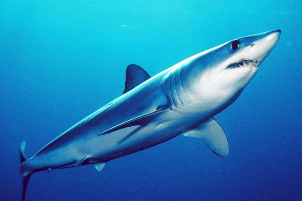 A cápák leggyorsabbik fajtája bukkant fel a horvát tengerpartnál (VIDEÓ)