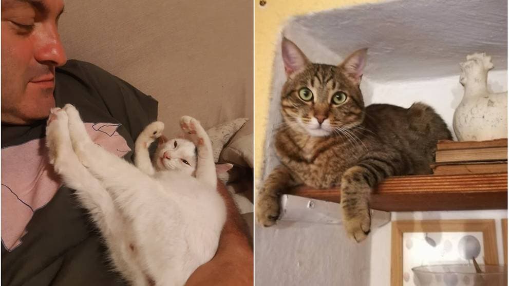 Macskái mentettek meg egy olasz házaspárt a haláltól