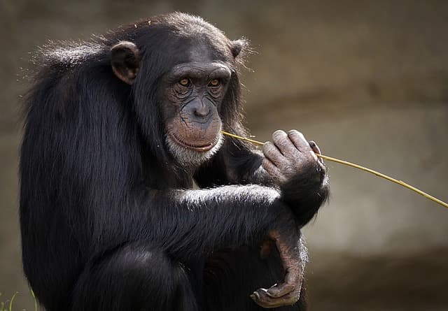 Igen, ilyen is van: A kis csimpánz profin kezeli az Instagramot (VIDEÓ)