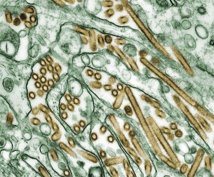 A WHO-t aggasztja a madárinfluenza emberről emberre terjedésének lehetősége