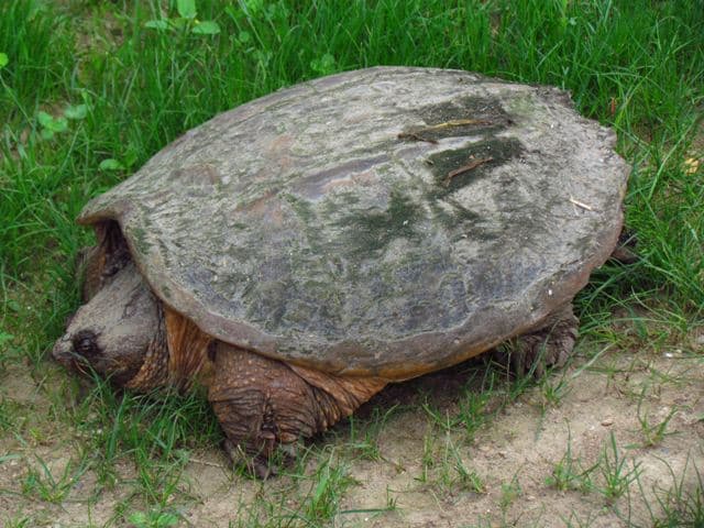 Mumifikálták a vietnami "szent teknőst"