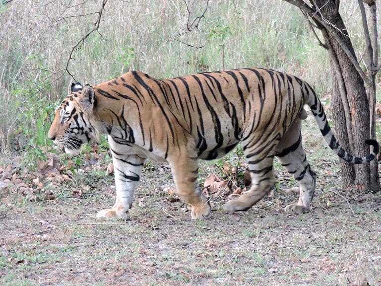 Vadon élő tigris támadásába halt bele egy nő