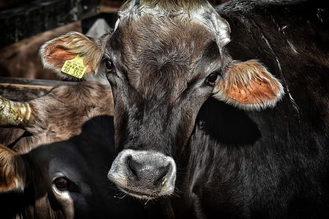 Elpusztult az első klónozott tehén Japánban