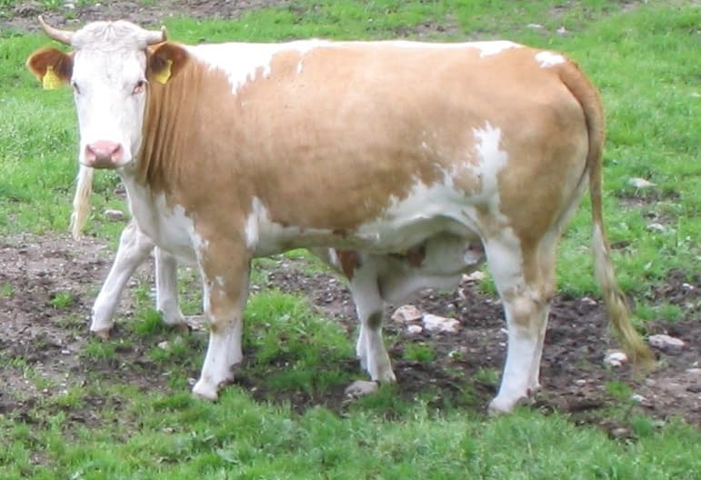 A tehén lehet néhány évszázadon belül a legnagyobb emlős a Földön