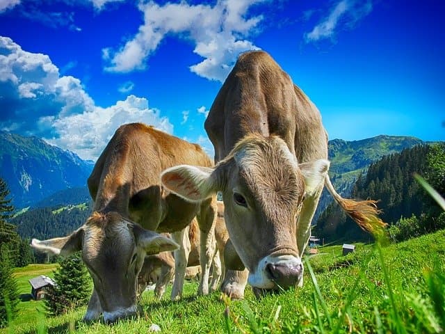 Az ammóniakibocsátás csökkentése érdekében vécéhasználatra szoktatják a szarvasmarhákat