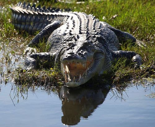 Krokodiltámadás áldozata lett egy idős nő