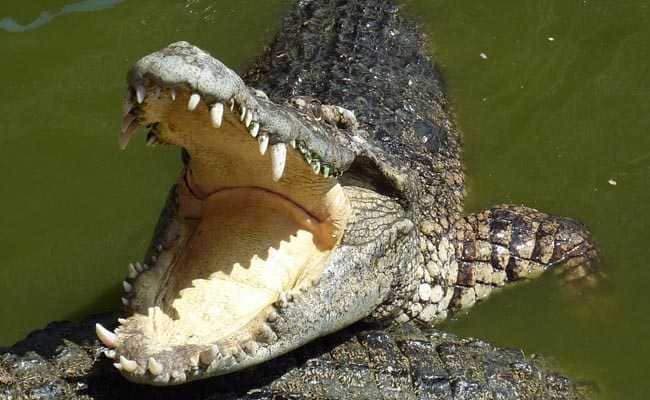 Tízéves kisfiút falt fel egy krokodil a Fülöp-szigeteken