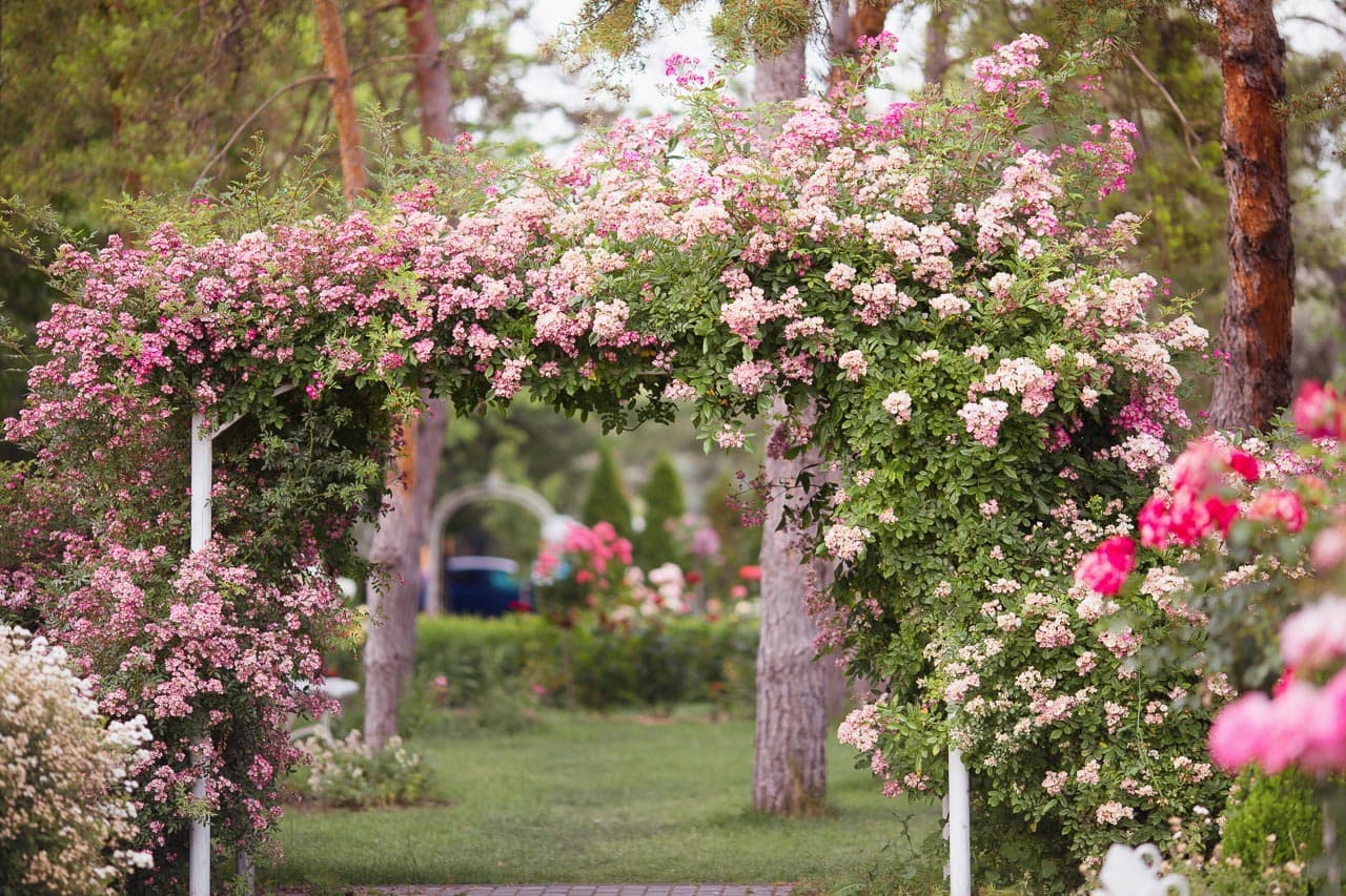 Tegyen egy virtuális sétát a dunaszerdahelyi rózsaparkban!