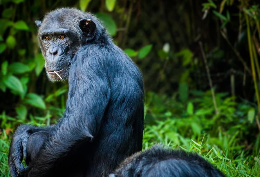 Nem a csimpánzoktól vagyunk kedvesek, legfeljebb önzők!