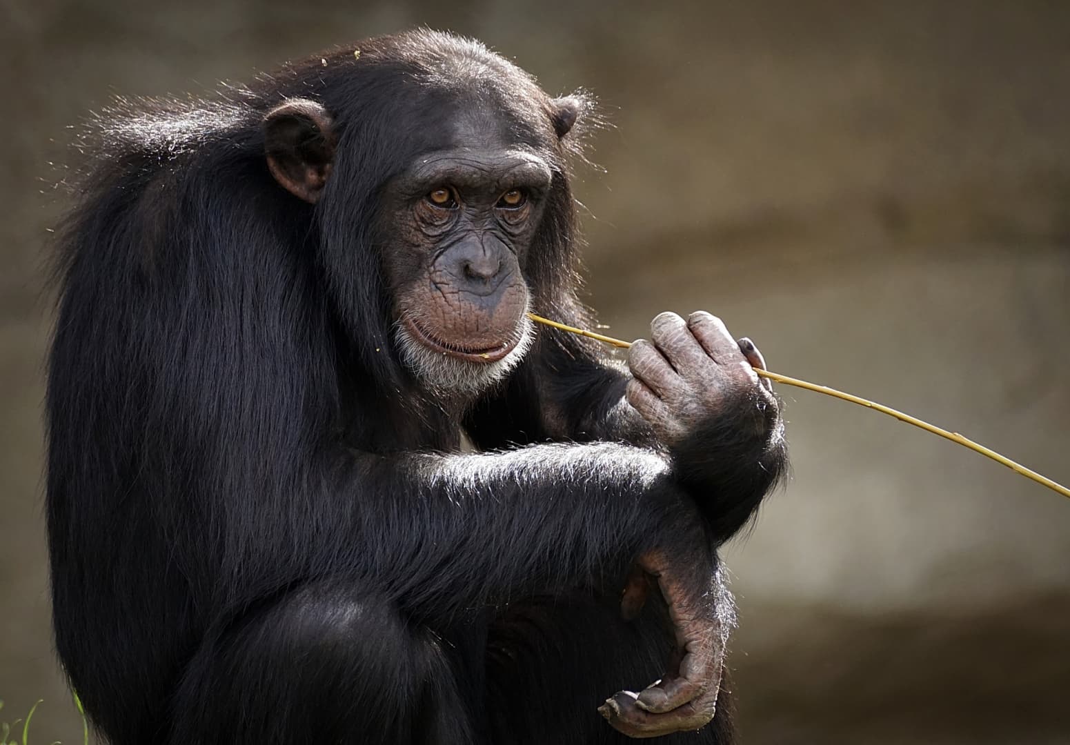"Majomemberekkel" próbálják majd távol tartani a portyázó majmokat a G20 vezetőitől