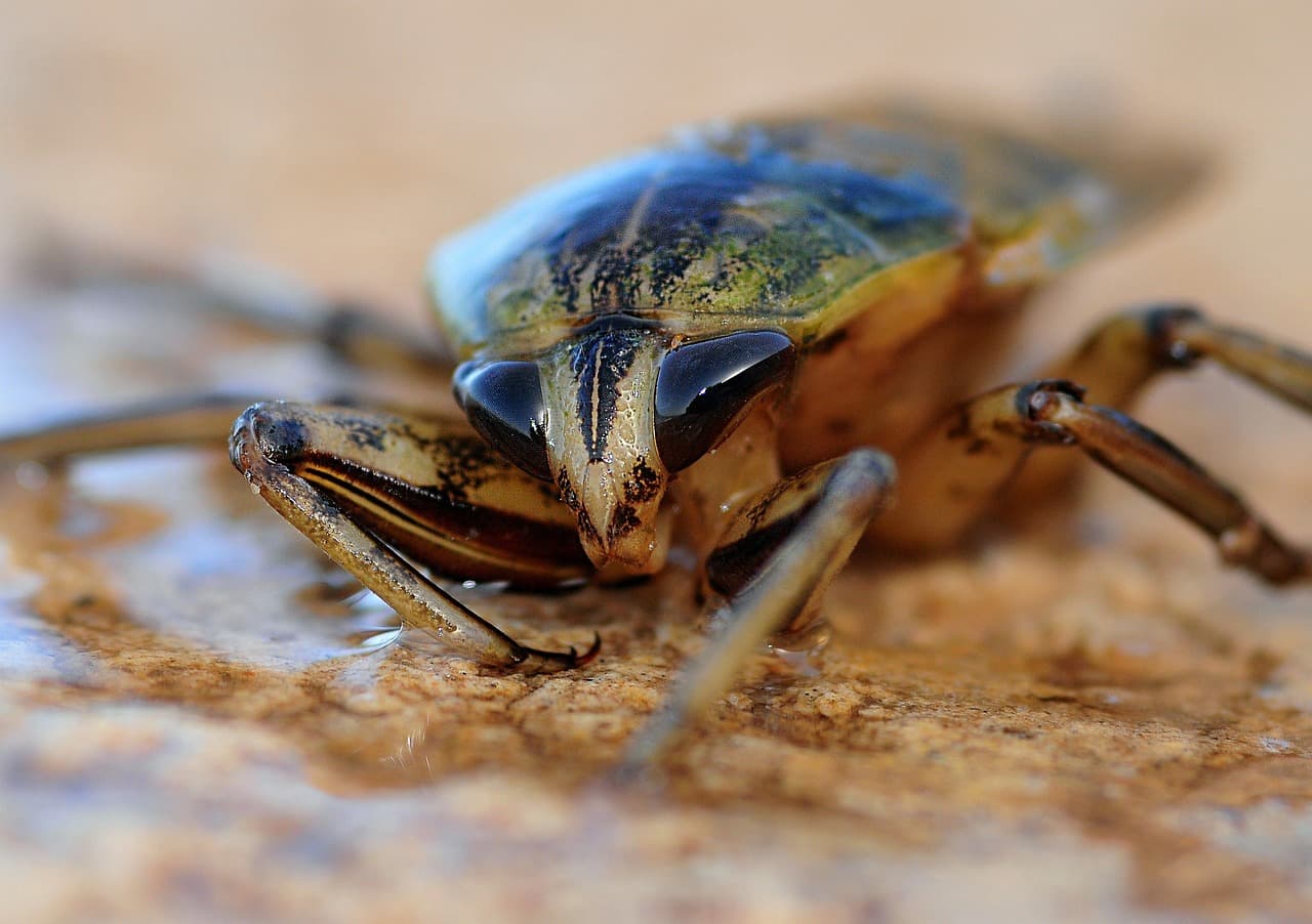 Egy eddig ismeretlen, de már kihalt rovarfajt azonosítottak magyar kutatók egy borostyánban
