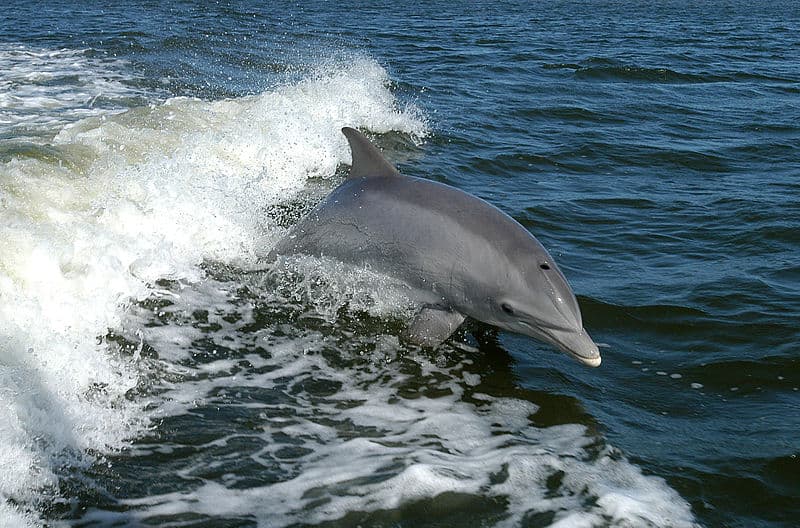 Delfinek tucatjai vetődtek partra Izlandon, sok közülük elpusztult
