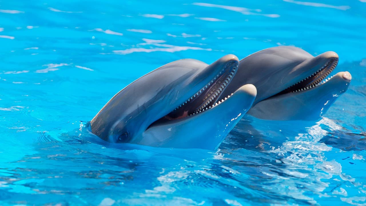 Csaknem félszáz delfin sodródott partra Massachusettsben, önkéntesek mentették meg őket