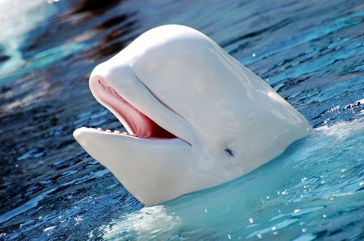 Egy sósvízű medencébe viszik át a Szajnába tévedt fehér delfint