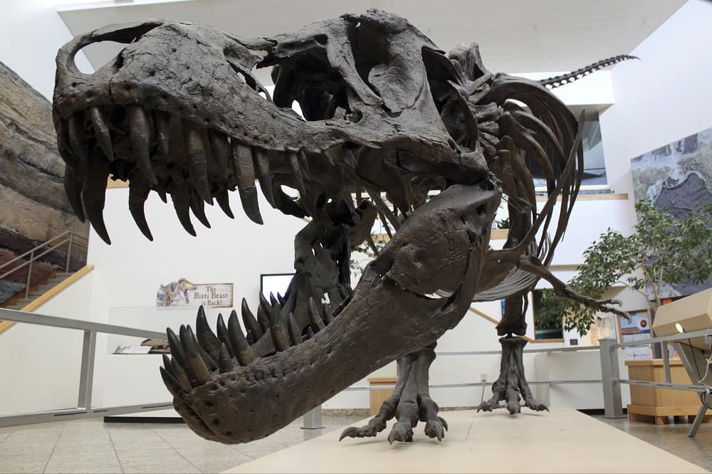 Átírhatja Kína földtörténetét egy újonnan felfedezett dinoszaurusz