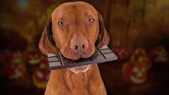 Karácsony táján kutyáinkra is vigyázzunk – ne etessünk velük csokit, mert mérgező lehet számukra