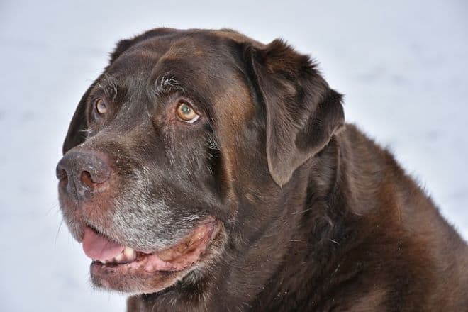 Ismerje meg Bobit, a világ legidősebb élő kutyáját - nagy bulit csapnak a tiszteletére (VIDEÓ)
