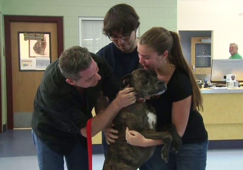 9 év múltán került meg az elveszett kutya