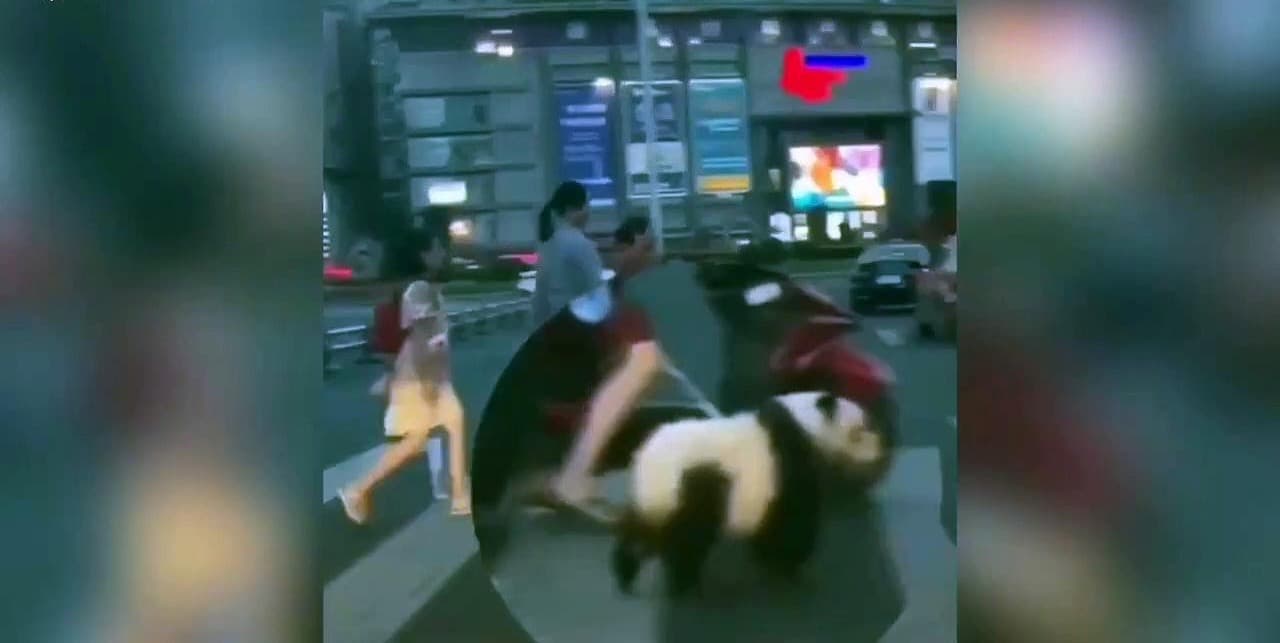 Nyakörvre kötve sétáltatott egy pandakölyköt a férfi, elképesztő, mivel védekezett - VIDEÓ