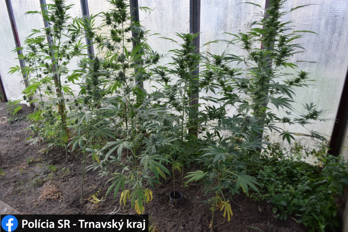 Drograzzia: három éve termesztett otthonában marihuánát egy fickó