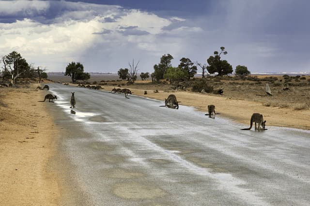Szándékosan gázolt el 20 kengurut egy gépkocsivezető Ausztráliában
