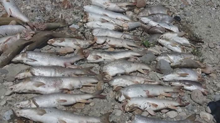 BRUTÁLIS: Több ezer halat zúztak szét a vízerőmű turbinái!