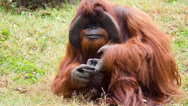 Elpusztult a jelnyelvet használó orangután