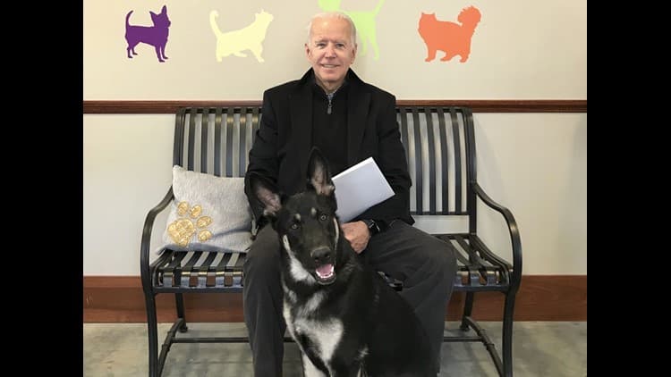 Joe Biden kutyáinak el kell hagynia a Fehér Házat - az egyik kutya megharapott valakit