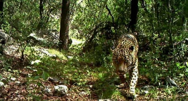A szigorú határzár ellenére átjutnak a jaguárok a mexikói-amerikai határon