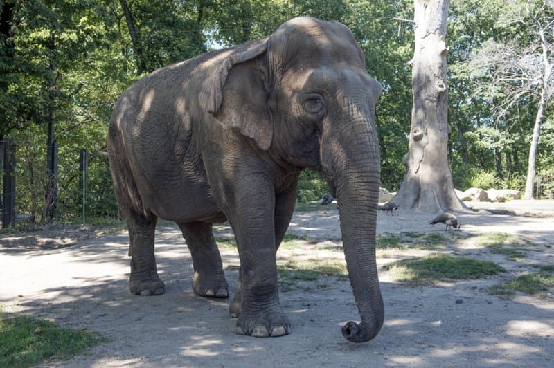 "Csevegni" láttak egy vadon élő és egy fogságban tartott elefántot