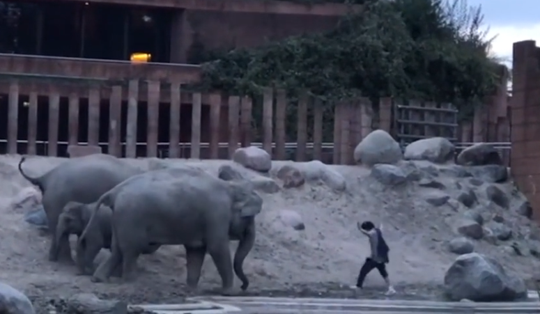 Borjukat védelmező elefántokat akart dühíteni egy férfi Dániában, hát beugrott közéjük (VIDEÓ)
