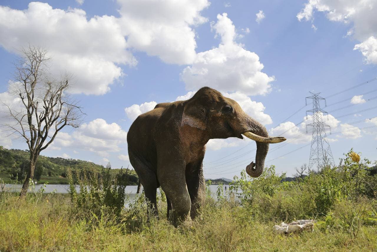 Elefántjaira hagyja örökül földjét egy indiai férfi
