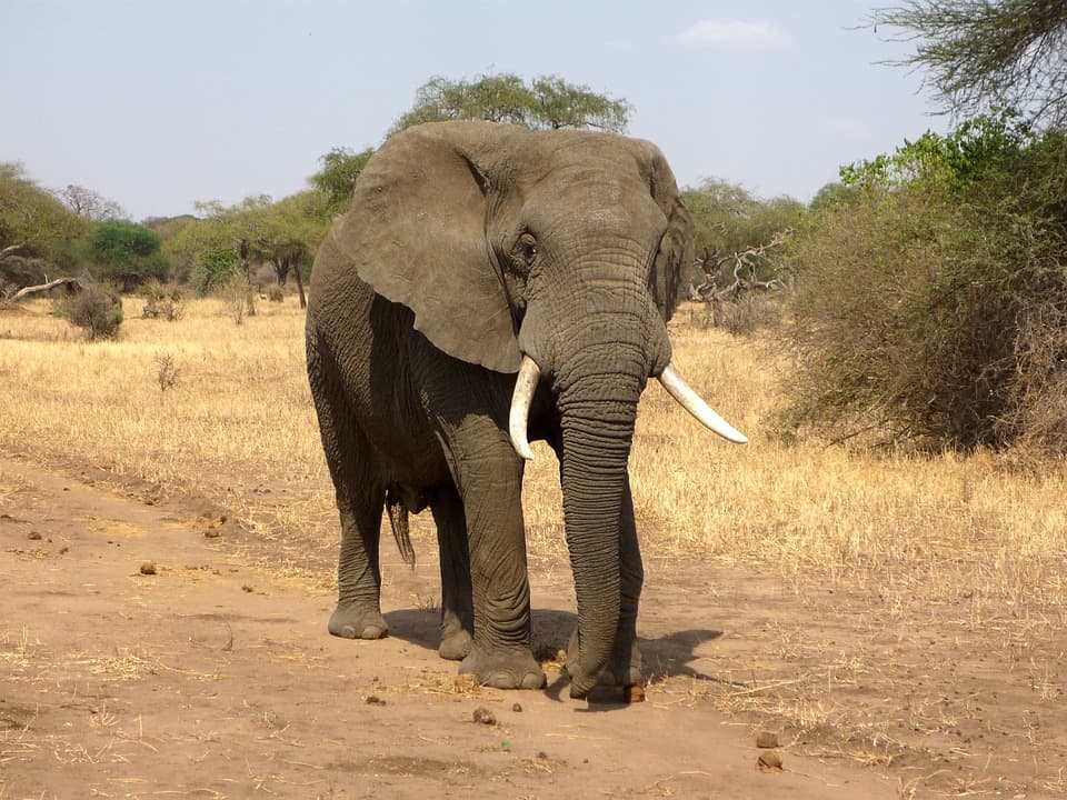 Videón, ahogy felkap és eldob egy turistát az elefánt