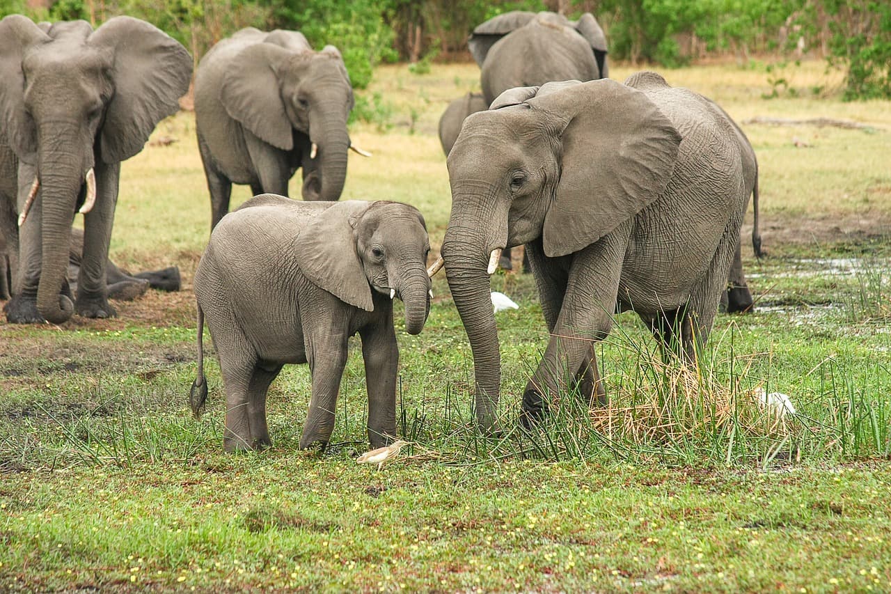 Elefánt taposott halálra egy 46 éves férfit