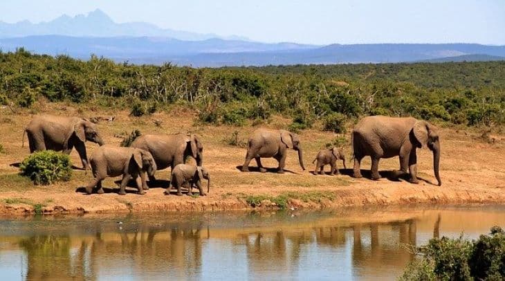Online szafaritúrákat indítanak afrikai vadrezervátumok és szállodaláncok
