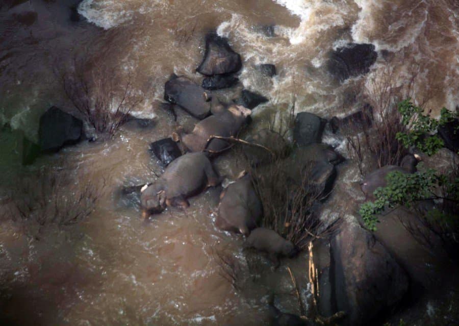 Tizenegy elefánt pusztult el Pokoli szurdokban