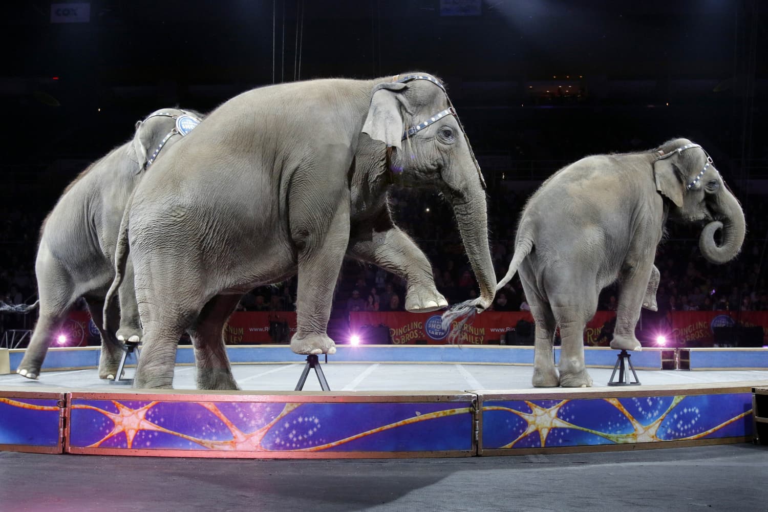 Dánia megveszi és szabadon engedi az ország utolsó cirkuszi elefántjait