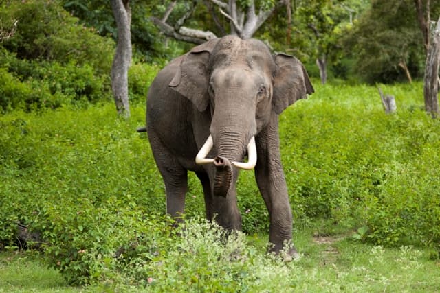 Alvó férfit ölt meg egy elefánt