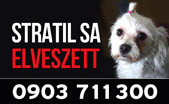 Elveszett Sikabonyban egy kutyus, 500 eurót kínálnak a megtalálónak