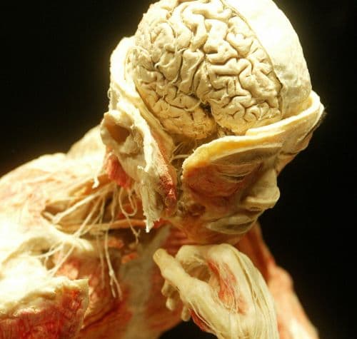 Bőrsejtekből fejlesztettek emberi agymodellt az Ohiói Állami Egyetemen