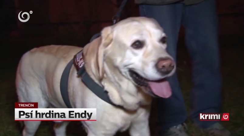 Endy, a labrador mentette meg a 82 éves asszony életét