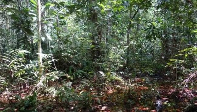 Gyorsan gyengül a trópusi erdők szén-dioxid-elnyelő képessége