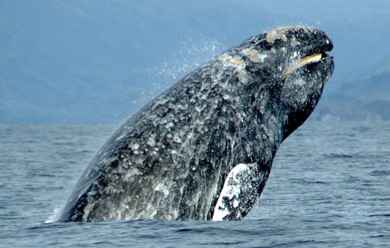Engedély nélkül öltek le egy védett szürke bálnát az őslakosok Alaszkában