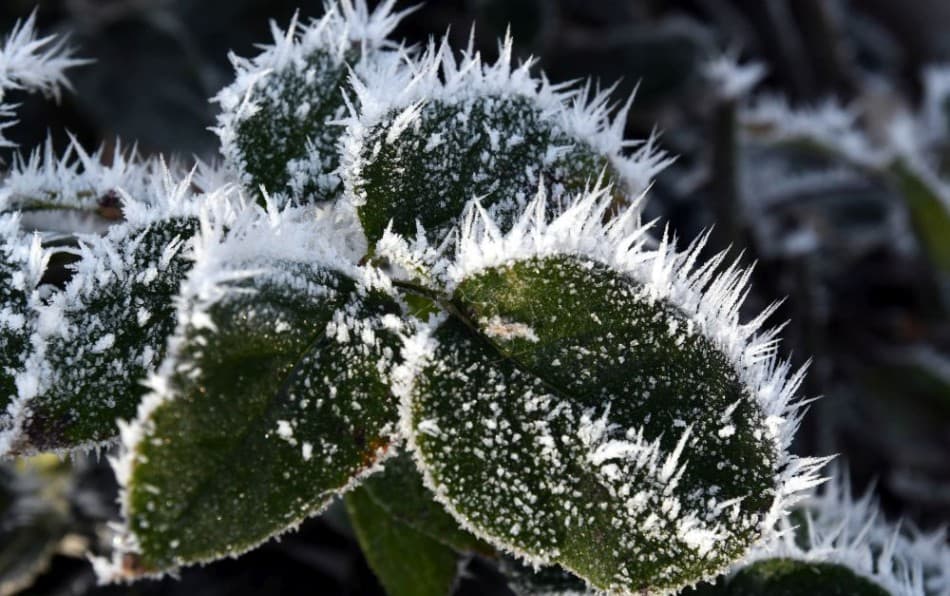 Szlovákia egy részén fagy várható a vegetációs időszakban